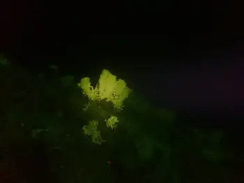 Cloud Sponge