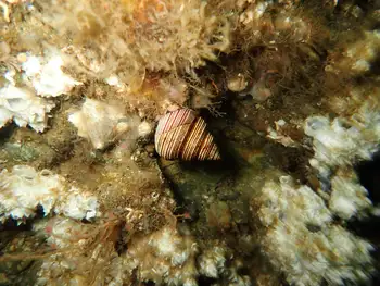 Snail