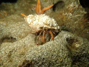 Greenmark Hermit Crab