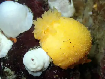 Monterey Sea Lemon