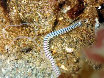 Bobbit Worm