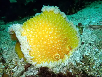 Orange Peel Nudibranch