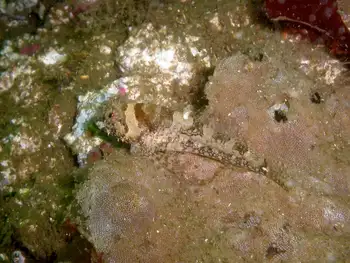 Sculpin