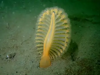 Ptilosarcus gurneyi Sea Pen