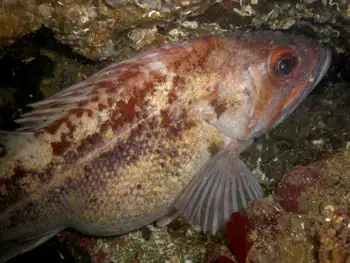 Brown Rockfish