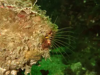 Giant Acorn Barnacle