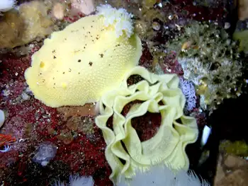 Noble Sea Lemon