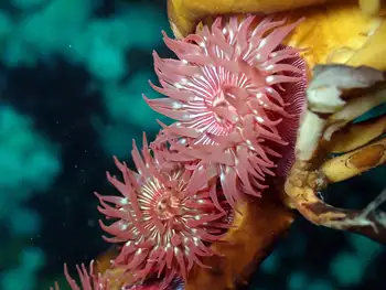 Proliferating Anemone