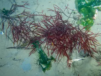red agar seaweed