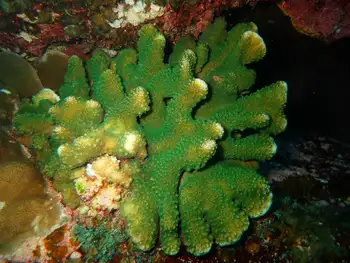 Pocillopora Coral