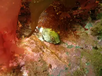 Buffalo Sculpin