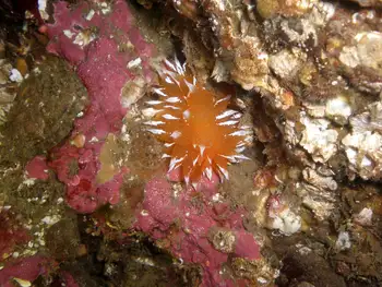 Encrusting Corraline Algae