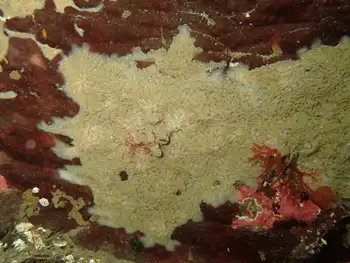 White Glove Leather Tunicate