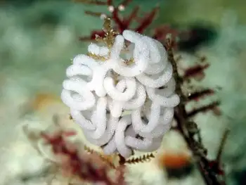 Eggs Nudibranch