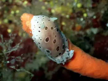 Leopard Nudibranch