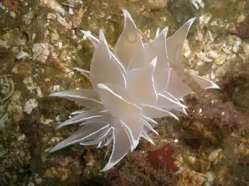 Alabaster Nudibranch