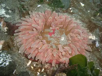 Stubby Rose Anemone