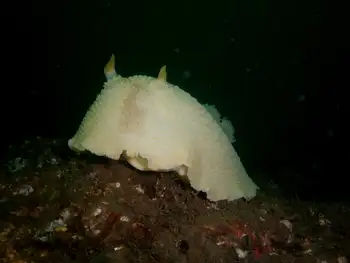 Noble Sea Lemon