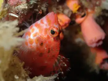 coral hawkfish