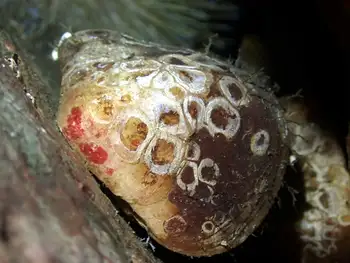 Transverse Lamp Shell