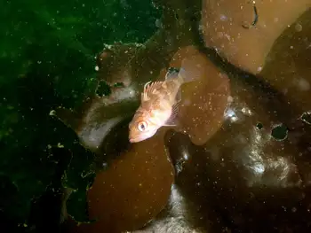 Young of Year Rockfish