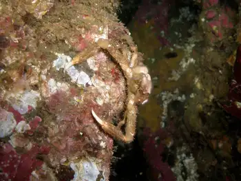 Sharp Nosed Crab