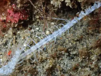 Skeleton