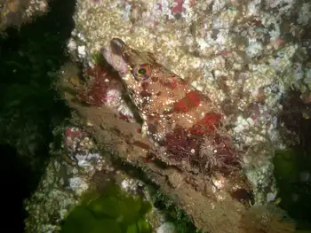 Painted Greenling