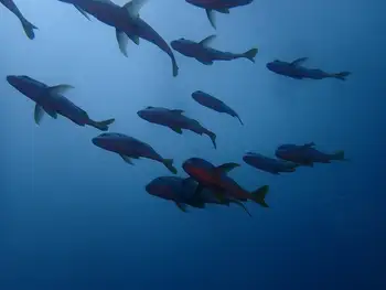Fish