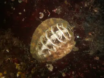 woody chiton