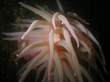 Crimson Anemone