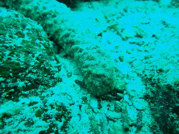 kefersteini sea cucumber