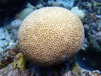 Coral