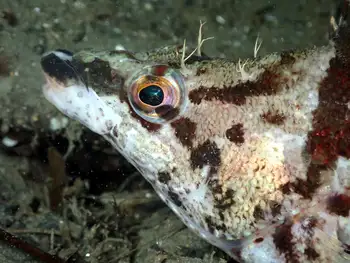 Painted Greenling