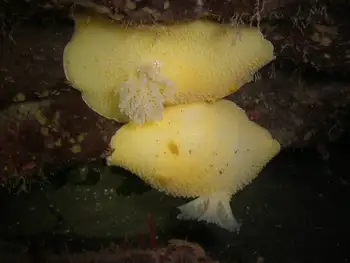 Monterey Sea Lemons