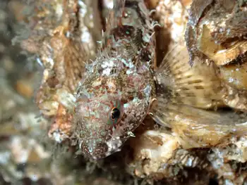 Scalyhead Sculpin