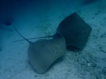 Sting Rays
