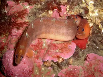 Longfin Gunnels