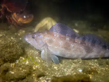kelp greenling