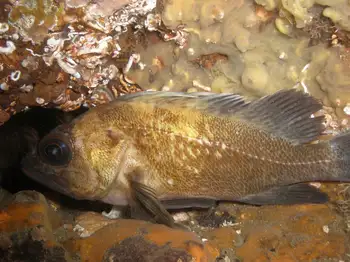Young of Year Rockfish