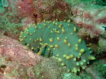 fuscus sea cucumber