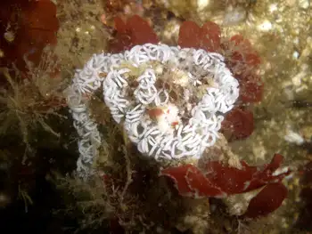 Eggs Nudibranch