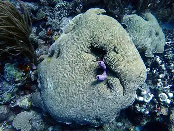 Coral