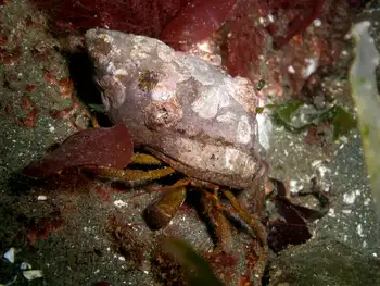 Grainyhand Hermit Crab