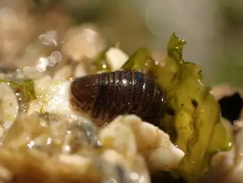 Isopod