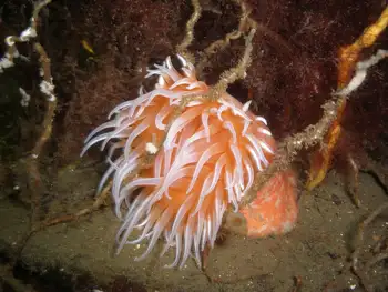 Painted Anemone