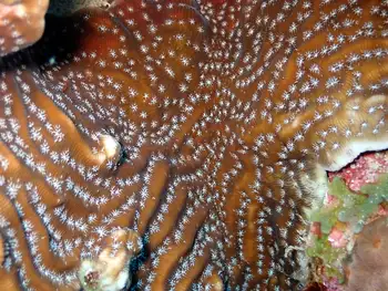 Coral