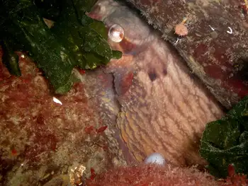 Giant Pacific Octopus