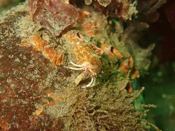 Greenmark Hermit Crab