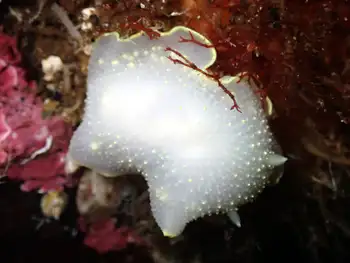 Yellow Margin Dorid